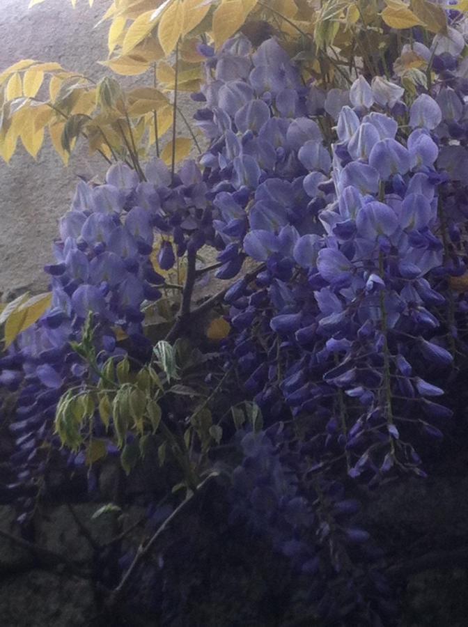 44 Rue Cap Bed and Breakfast Καν Εξωτερικό φωτογραφία